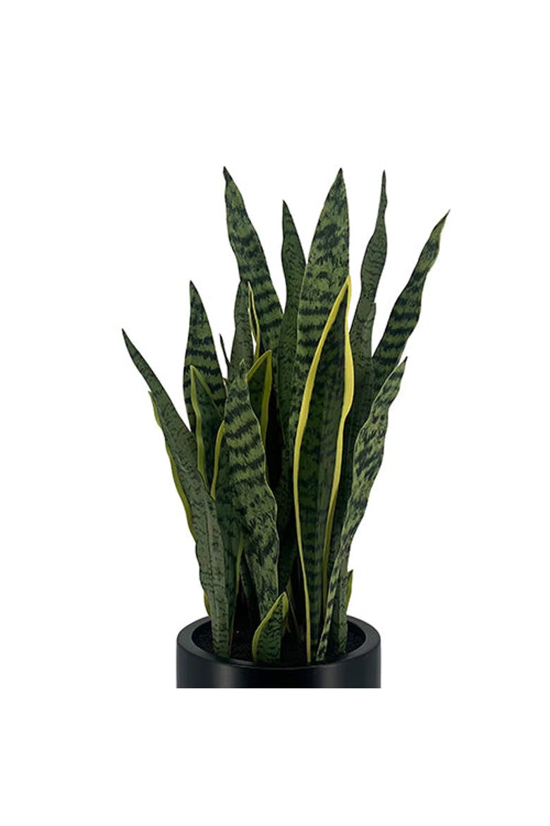 30" Snake Plant, Alternate, color, Green