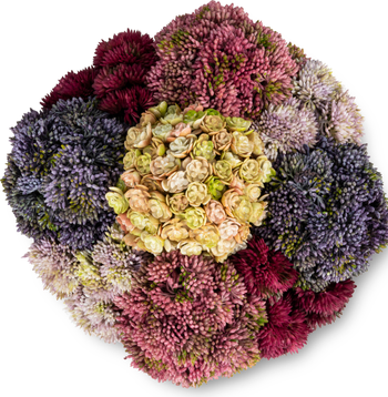 Beatrix Gold Sedum Arrangement