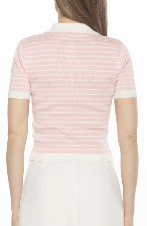 Alexia Admor Elani Knit Polo In Pink