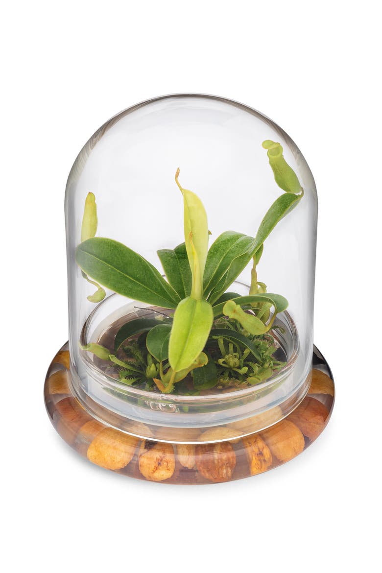Live Pitcher Plant Terrarium, Main, color, Green