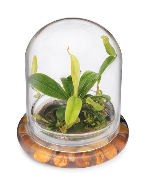 Live Pitcher Plant Terrarium