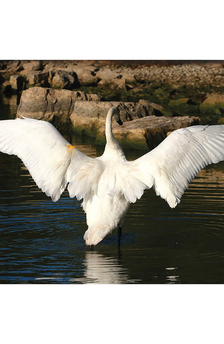 Junior Learning Decodable Readers Educational Set, Alternate, color, Multicolored