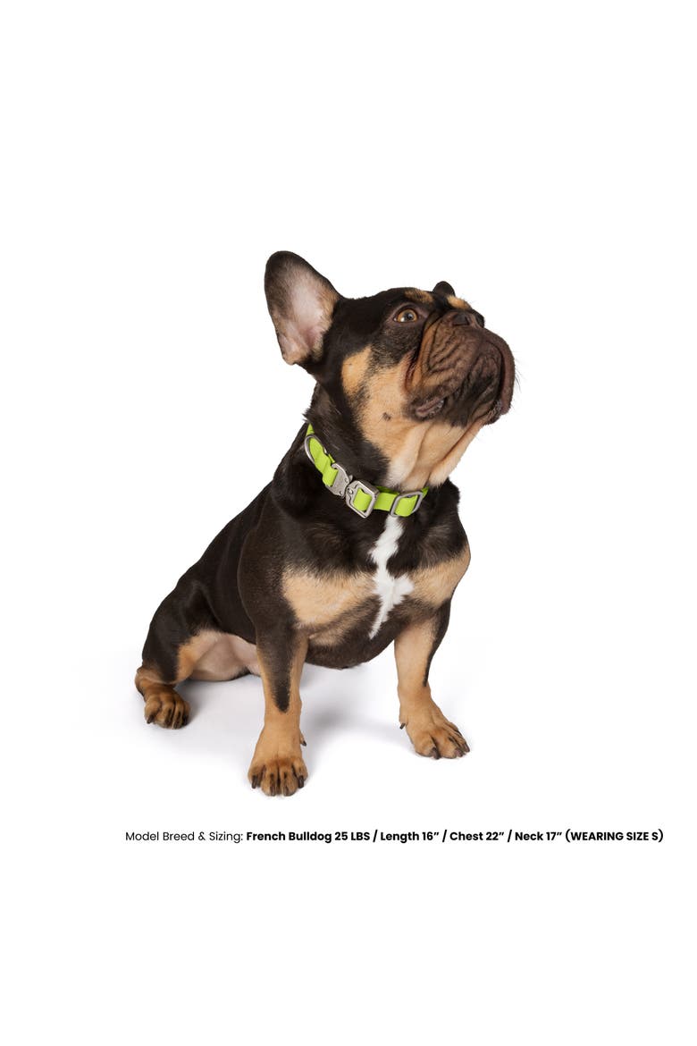 Waterproof Poly-Flex Sport Dog Collar, Alternate, color, Green