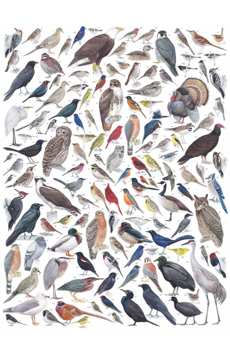 NEW YORK PUZZLE COMPANY Birds of Eastern/Central North America 1000 Piece Puzzle, Alternate, color, NO COLOR