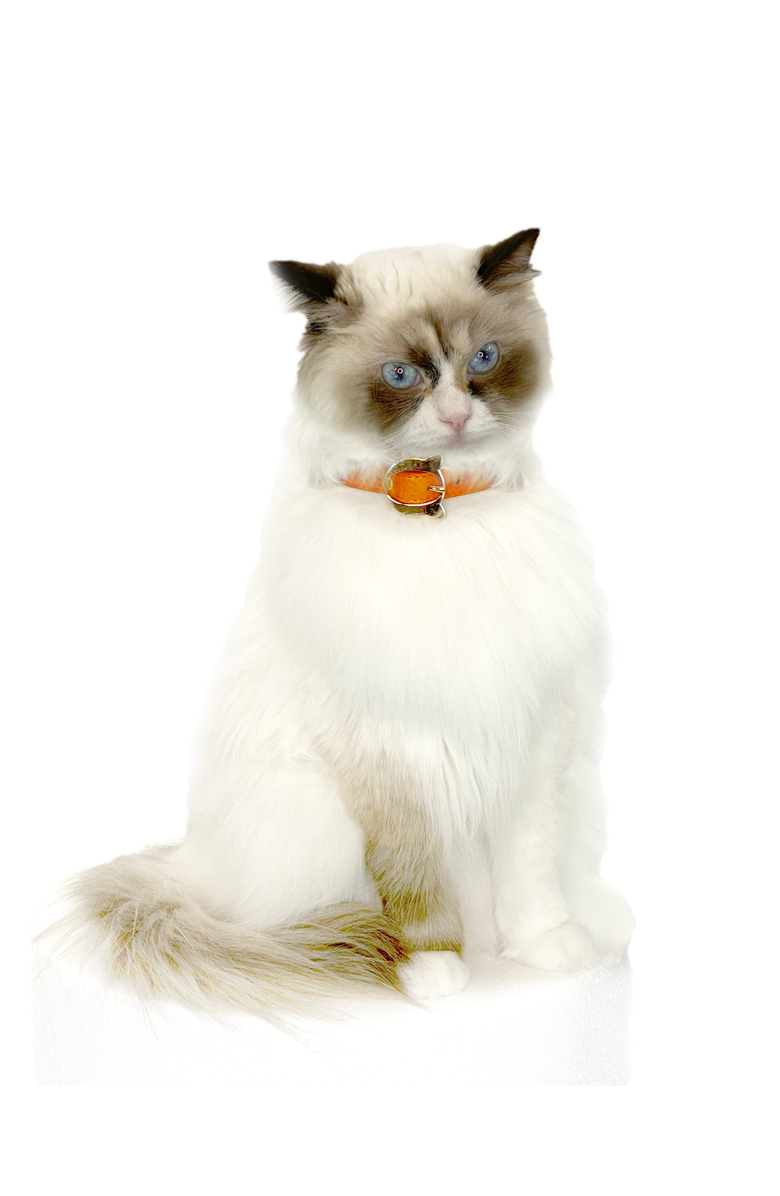 Moshiqa Lilo Cat Collar, Alternate, color, Orange