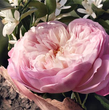 Eau de Parfum Naturelle