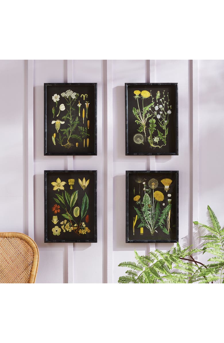 Napa Home & Garden Golden Botanical Study Set of 4, Alternate, color, Black