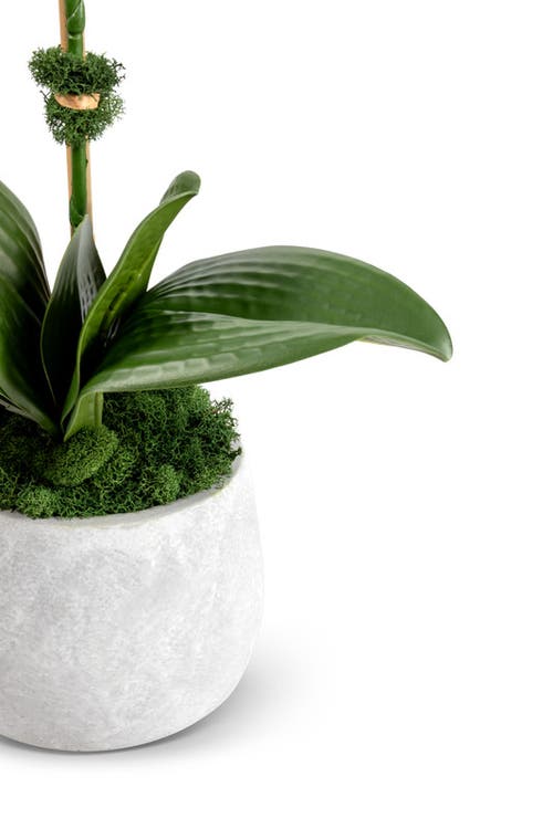 Cocobella Wesley Realtouch Cement Orchid In White