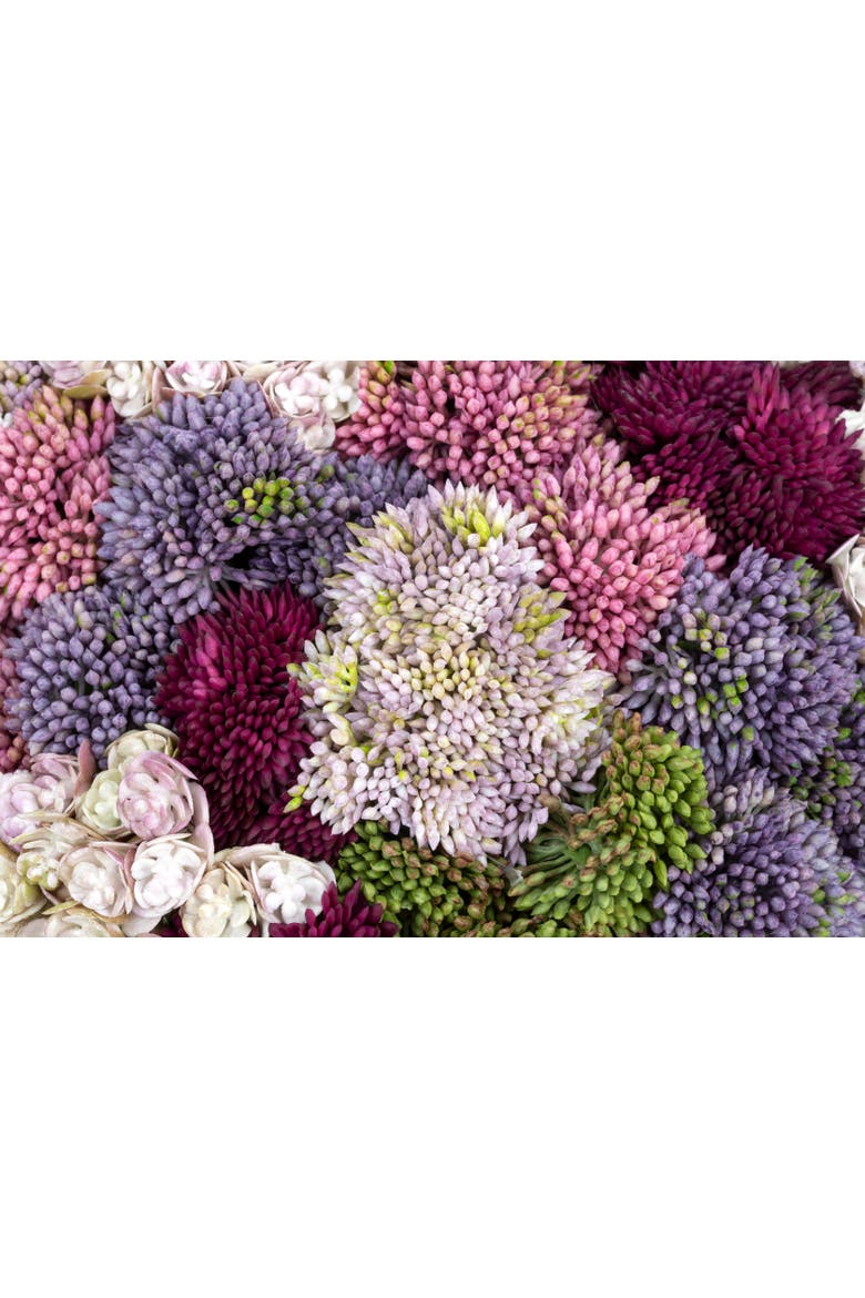Ariane Sedum Arrangement, Alternate, color, Charcoal