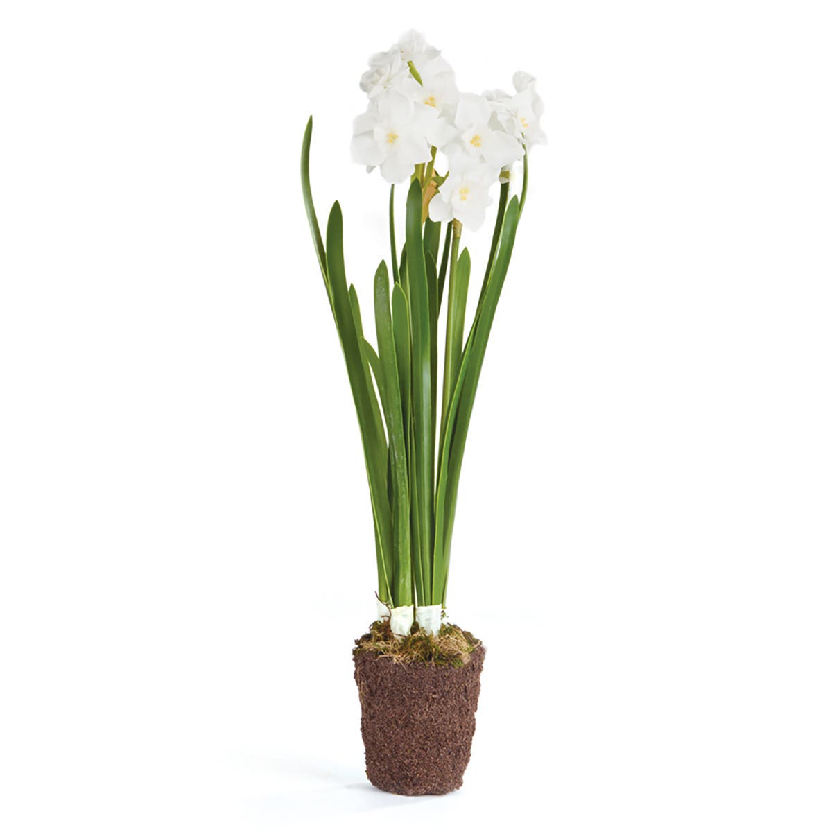 selected White