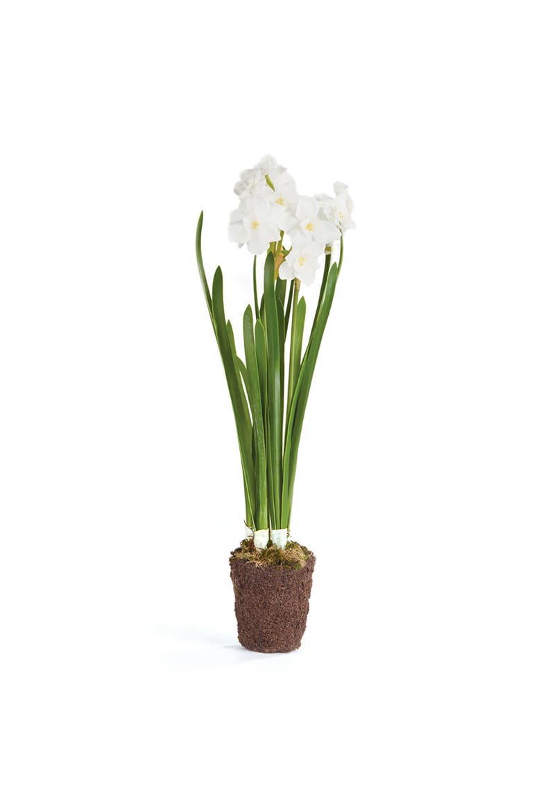 Paperwhite Drop-In Artificial 17", Main, color, White