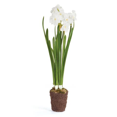 Paperwhite Drop-In Artificial 17"