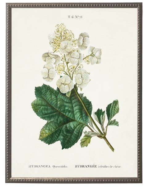 White Hydrangea