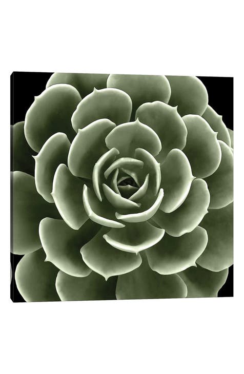 Green Succulent IV by Mia Jensen Canvas Wall Art