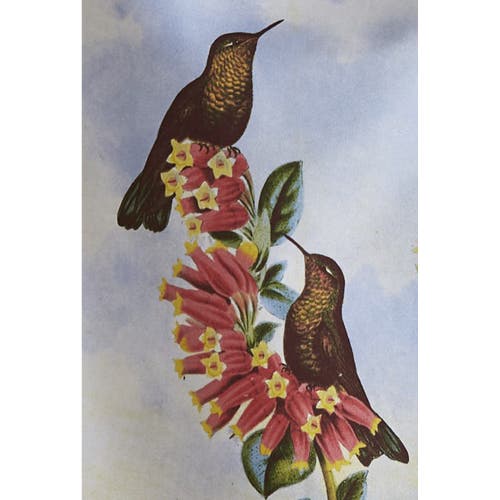 Tag Hummingbird Red Flower Dishtowel Set In Multi