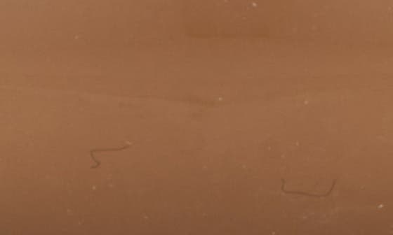 RICH DEEP OCHER