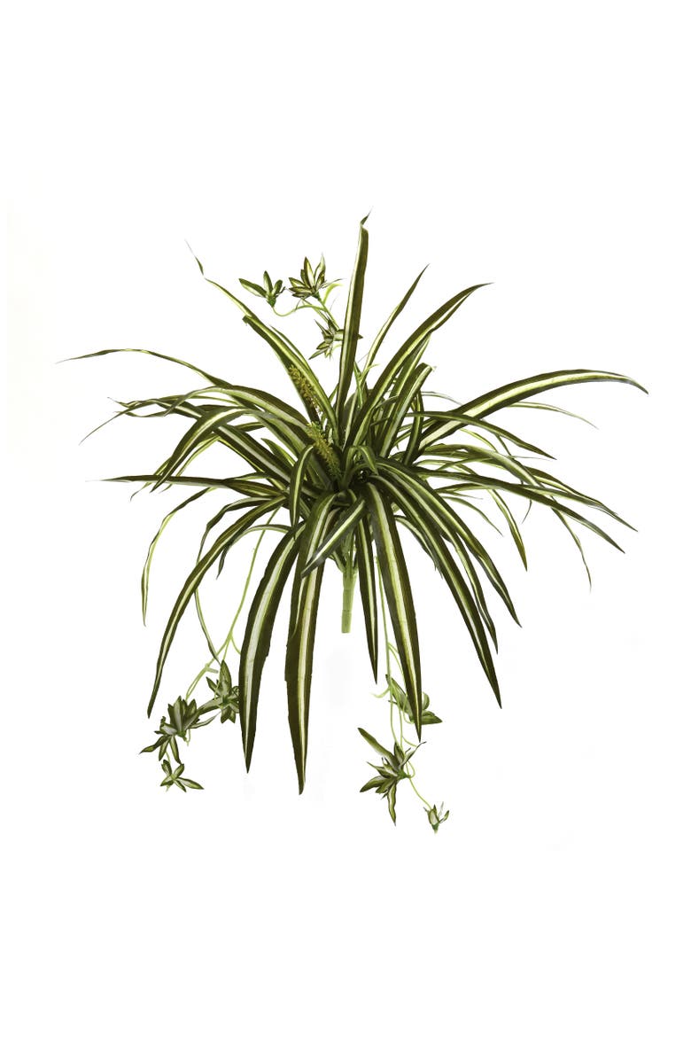 23-in Spider Plant Bush, Main, color, Green