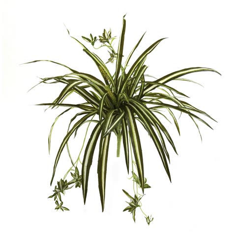 23-in Spider Plant Bush (Set of 4)