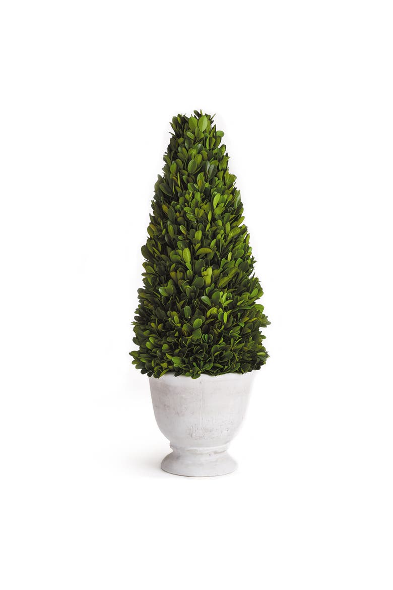 Boxwood Cone Topiary In Pot, Main, color, Green