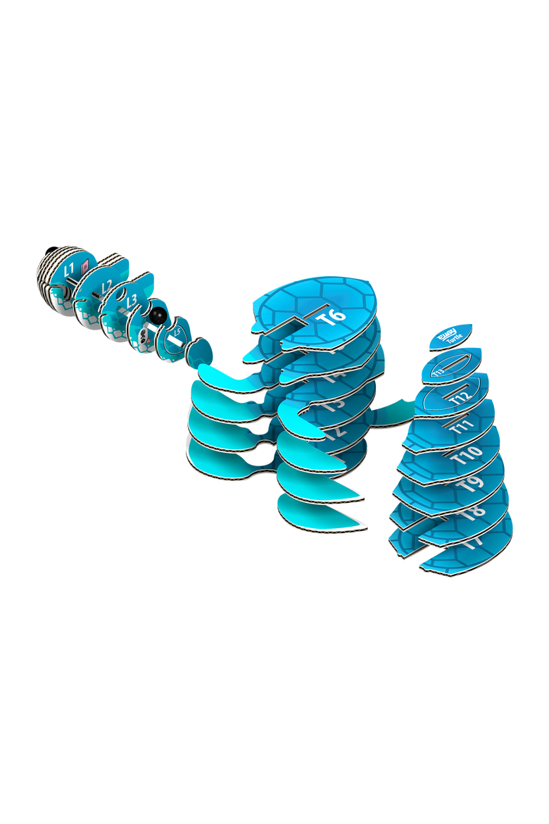 Turtle 3D Puzzle, Alternate, color, No Color