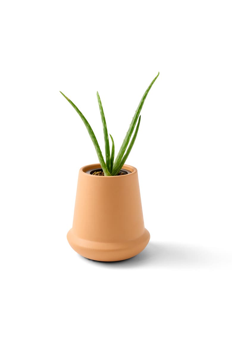 Terracotta Grow Kit, Alternate, color, Aloe