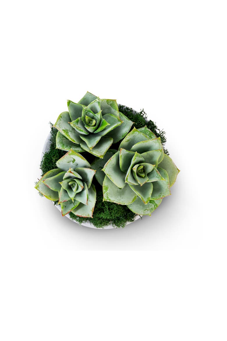 Sandy Ceramic Succulent Arrangement, Alternate, color, Green