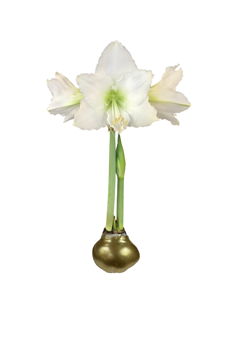 White Flower Base 36+, Main, color, Gold Lacquer