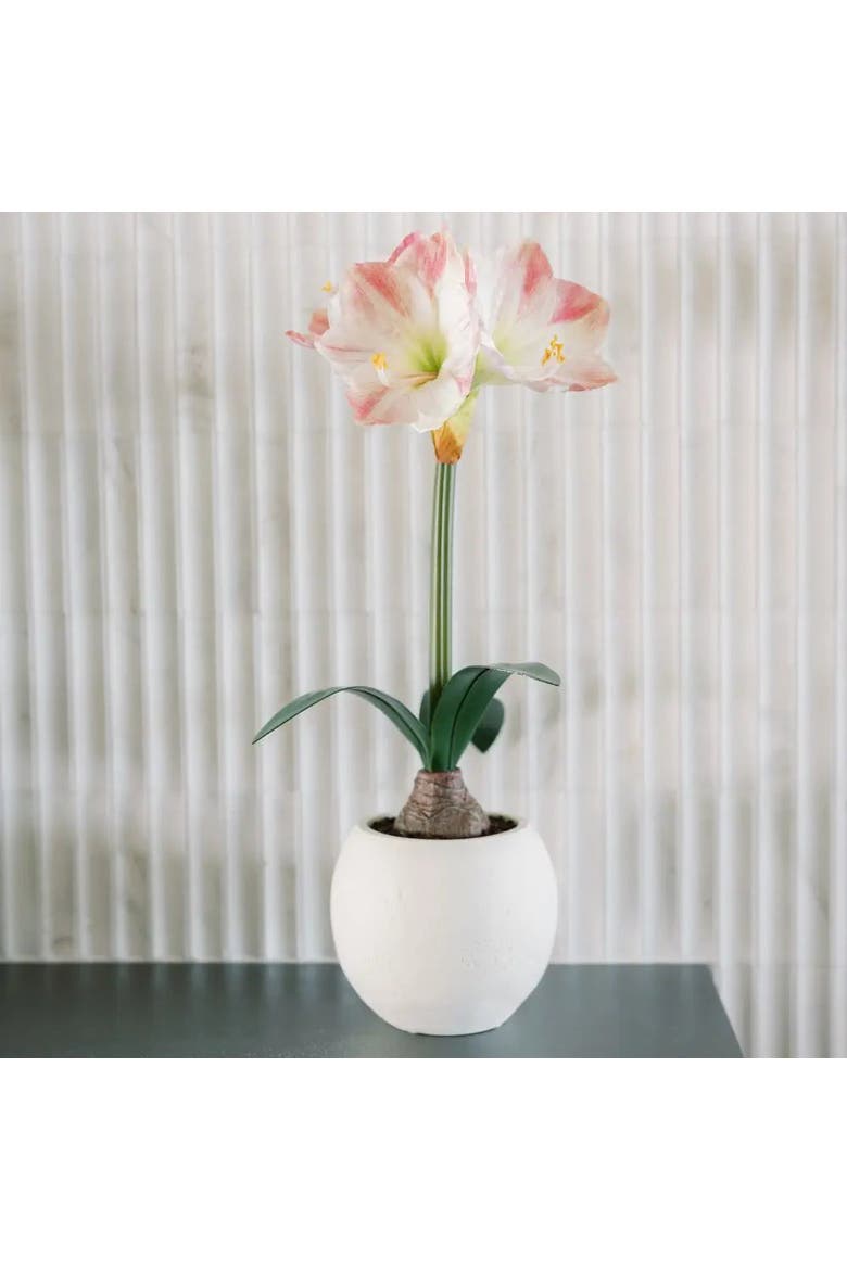 24" White & Pink Amaryllis Bulb in Round Pot, Alternate, color, White & Pink