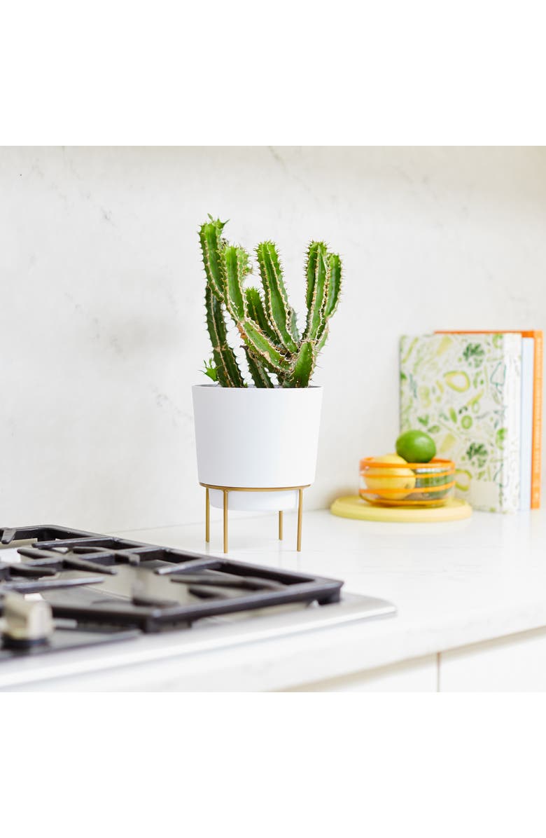 Bloem Hopson 10 Inches Casper White Planter w/ Metal Gold Stand, Alternate, color, White