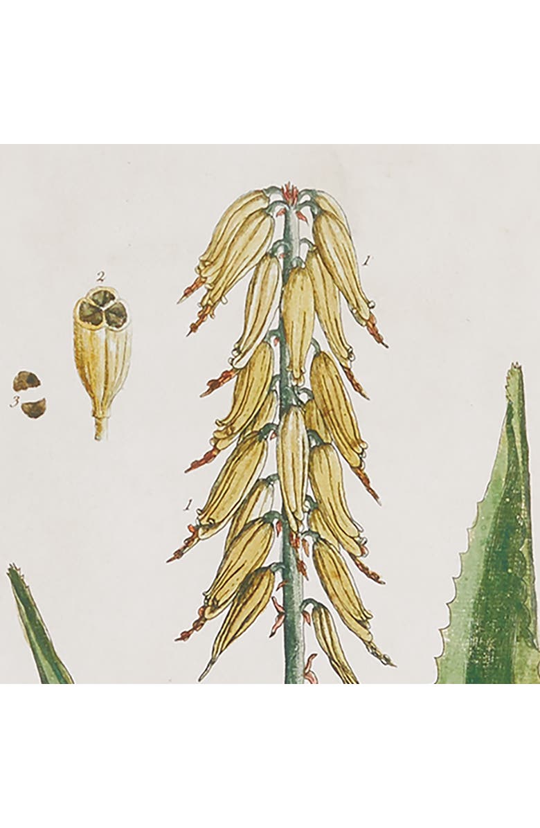 Napa Home & Garden Vintage Botanical Study Set of 4, Alternate, color, Green