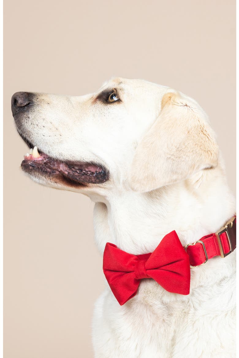 Blaze Bow Tie, Alternate, color, Blaze