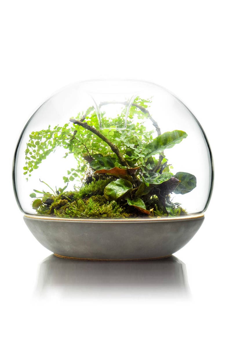 Botanica Biodome 3-Climate Terrarium, Main, color, CONCRETE