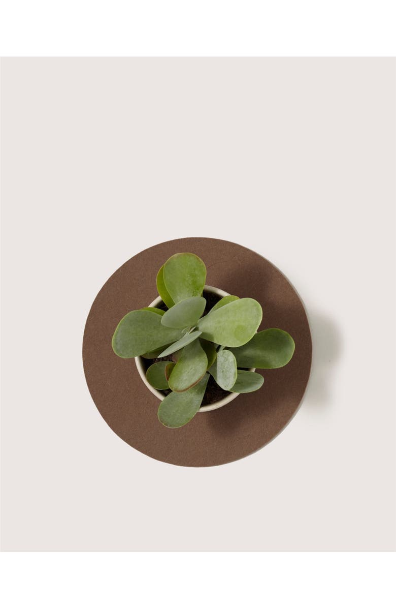 Graf Lantz Merino Wool 10" Round Trivet, Alternate, color, Cumin