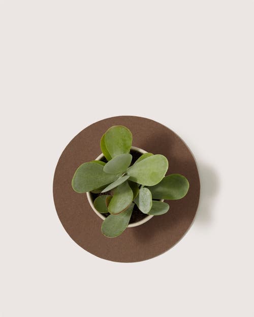 Graf & Lantz Graf Lantz Merino Wool 10" Round Trivet In Brown