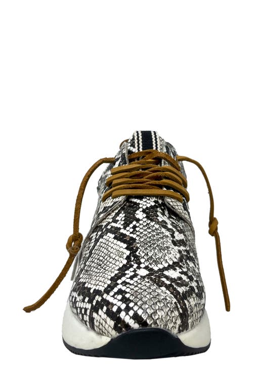 Shushop Pepa Snake Embossed Sneaker In Brown Snake