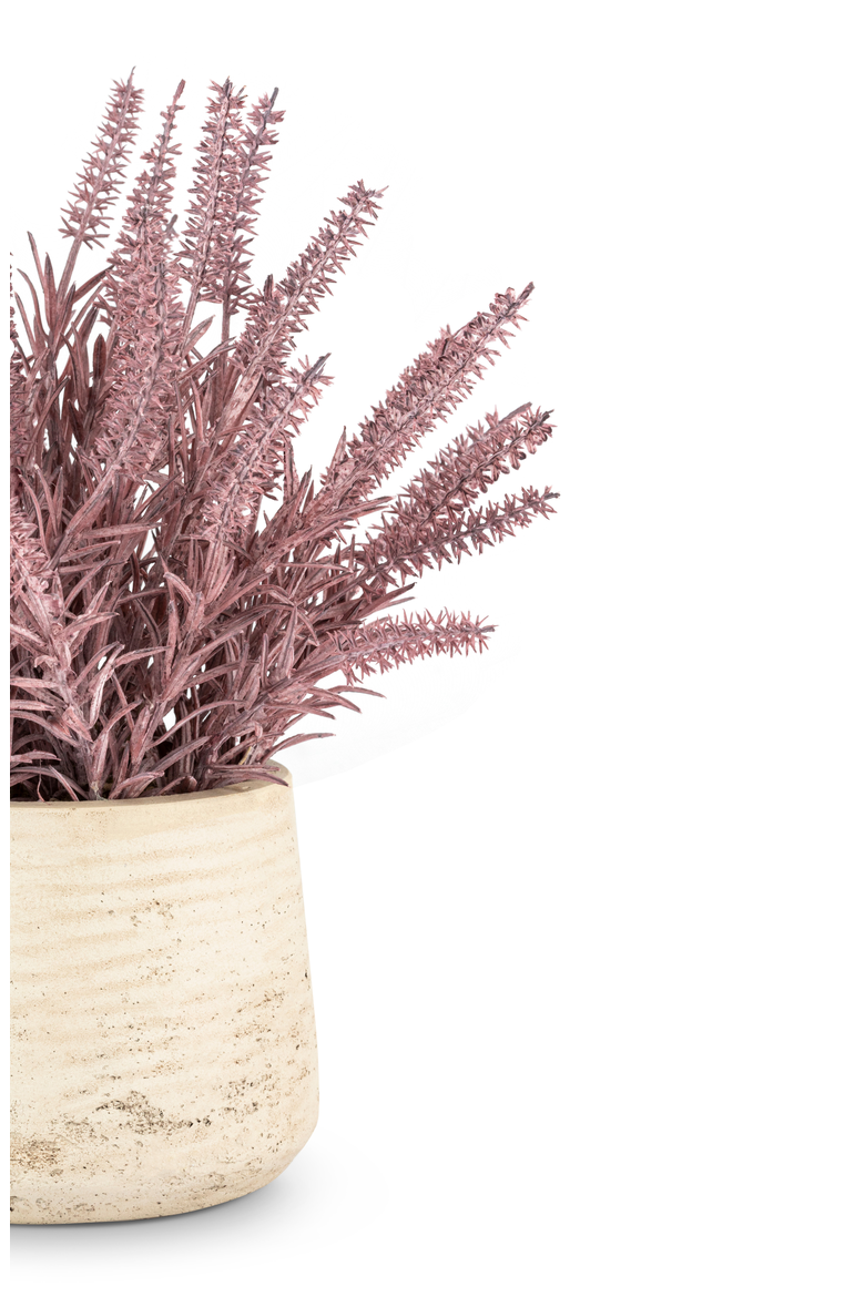 Esme Purple Wheatgrass, Alternate, color, Purple