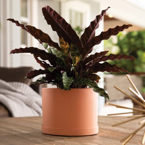 Bloem Mathers 6.5w X 8.5"h Gardening Planter With Saucer Tray, Muted Terra Cotta In Orange