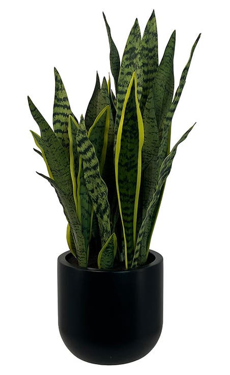 30" Snake Plant