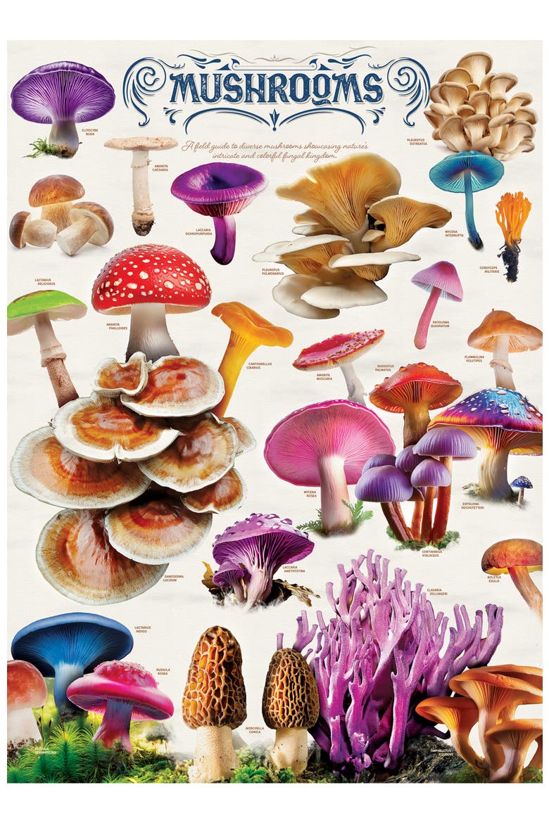 Field Guide Mushrooms 1000 Piece Puzzle, Alternate, color, Multicolor