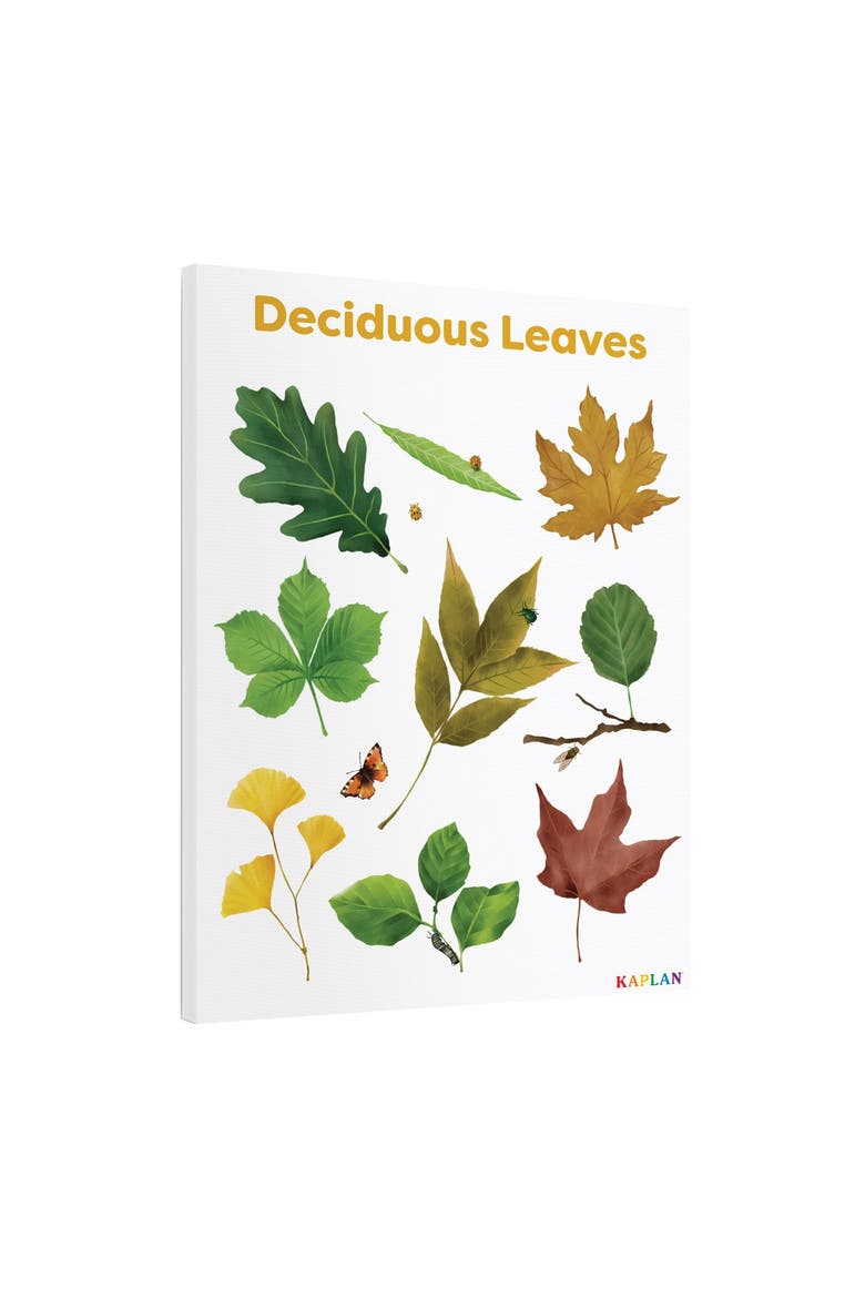 Deciduous Leaves Giclee Classroom Wall Print, Alternate, color, green