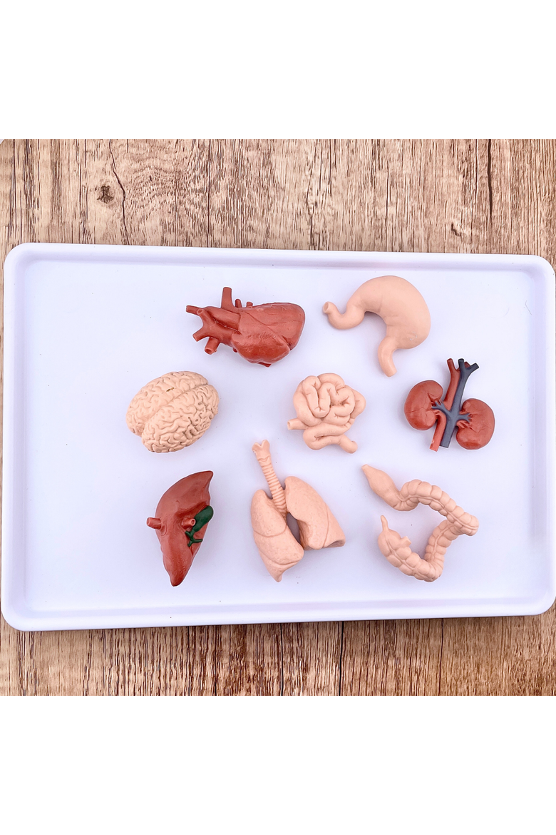 Human Organs Toy, Alternate, color, No Color