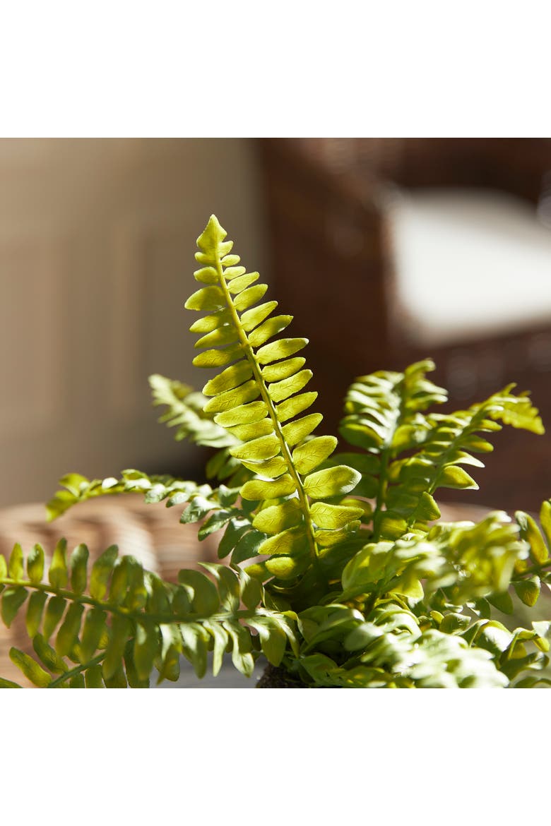 Boston Fern Drop-Ins, Set Of 3, Alternate, color, Green
