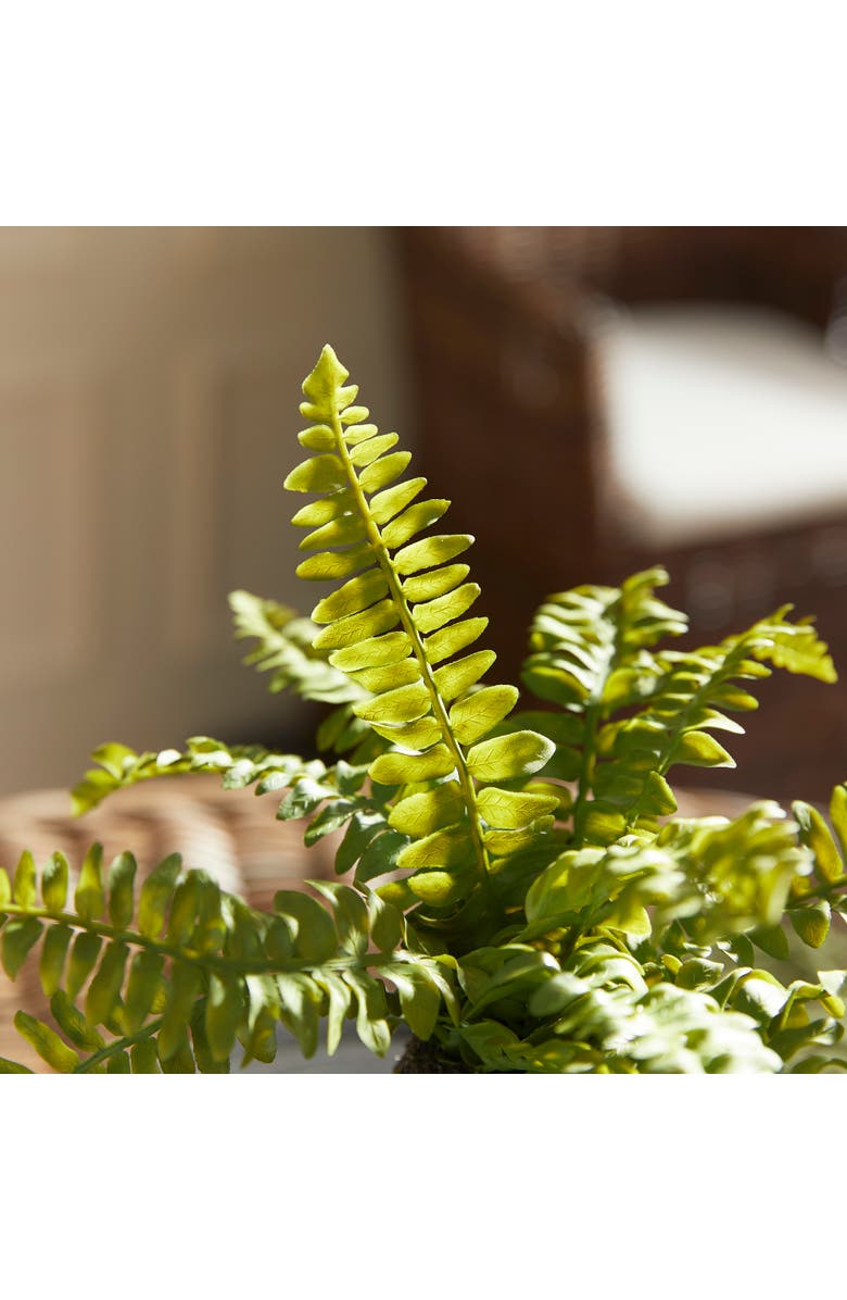 Napa Home & Garden Boston Fern Drop-Ins, Set Of 3, Alternate, color, Green