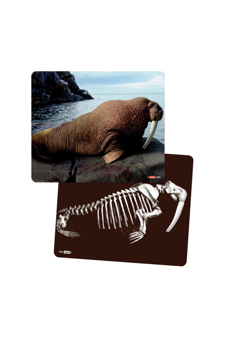 What's Inside Animals?, Alternate, color, Multicolor