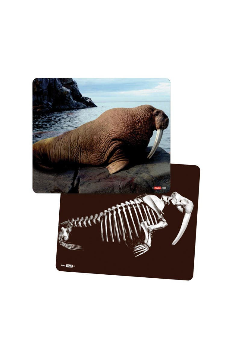 Roylco What
s Inside Animals?, Alternate, color, Multicolor