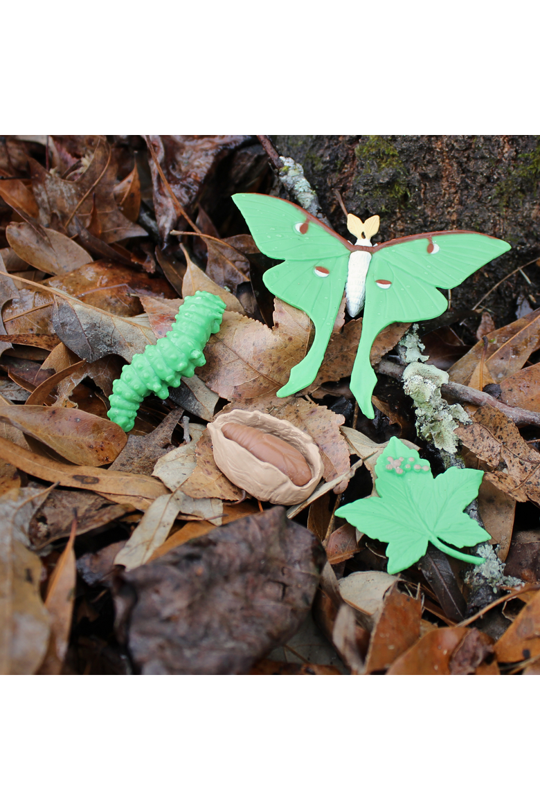 Life Cycle Of A Luna Moth, Alternate, color, No Color