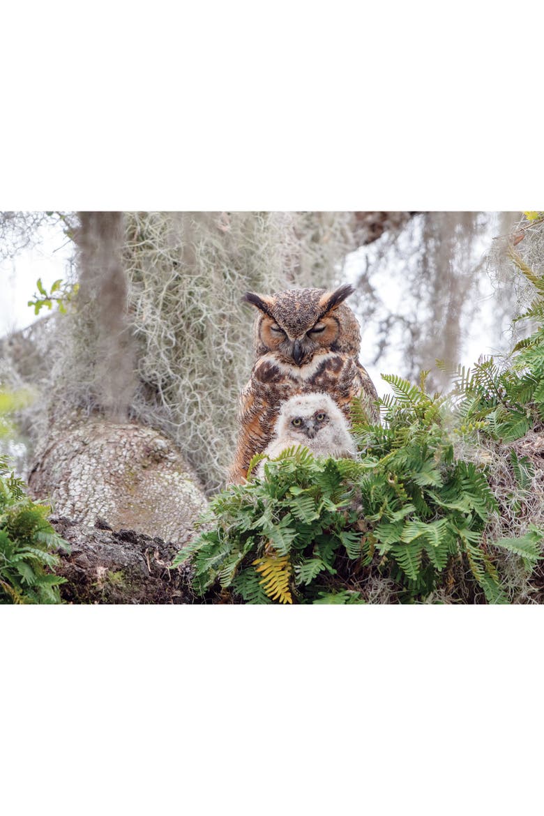 1000 Piece Puzzle Great Horned Owl Reference Poster Included, Alternate, color, Multicolored