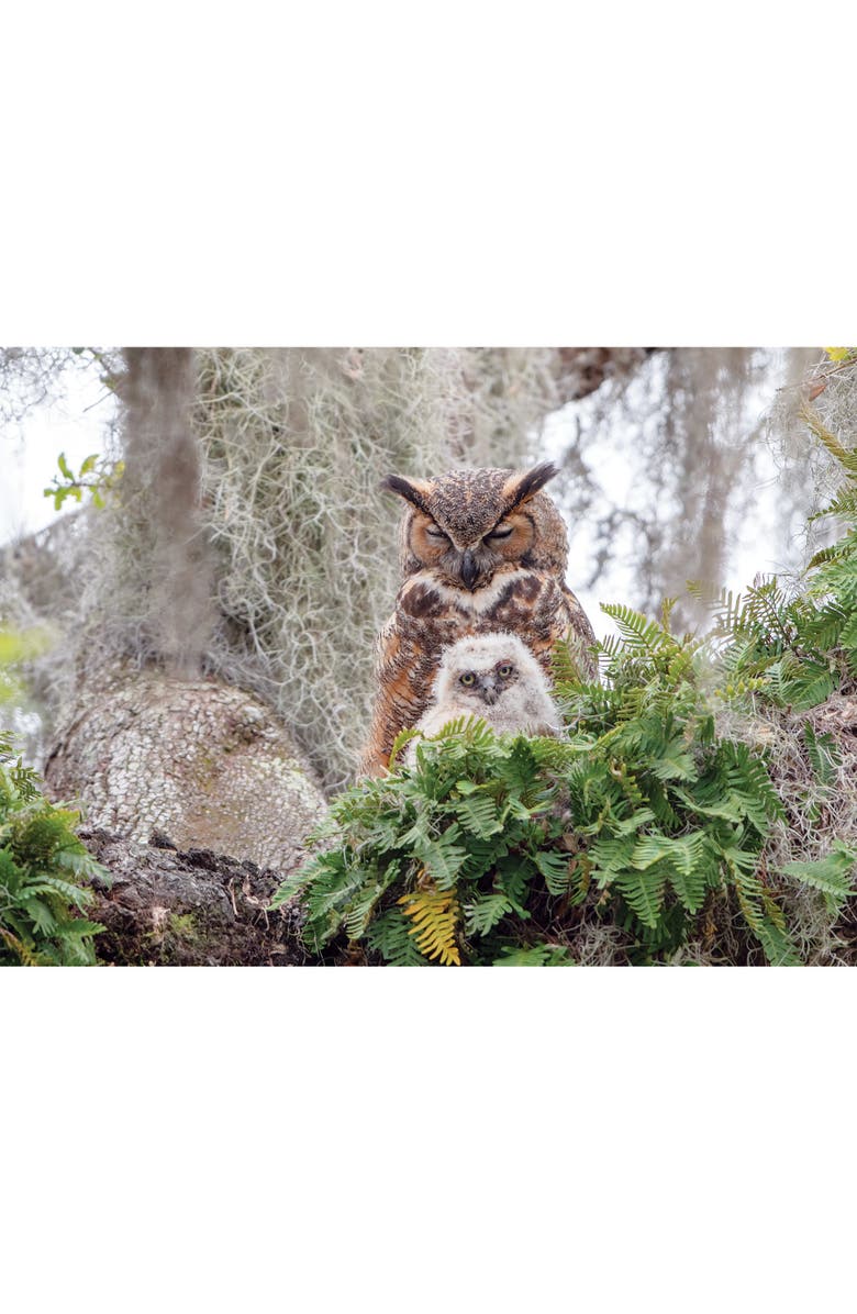 Cobble Hill 1000 Piece Puzzle Great Horned Owl Reference Poster Included, Alternate, color, Multicolored