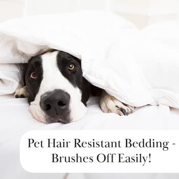 Vilano Springs Oversized Quilt Set