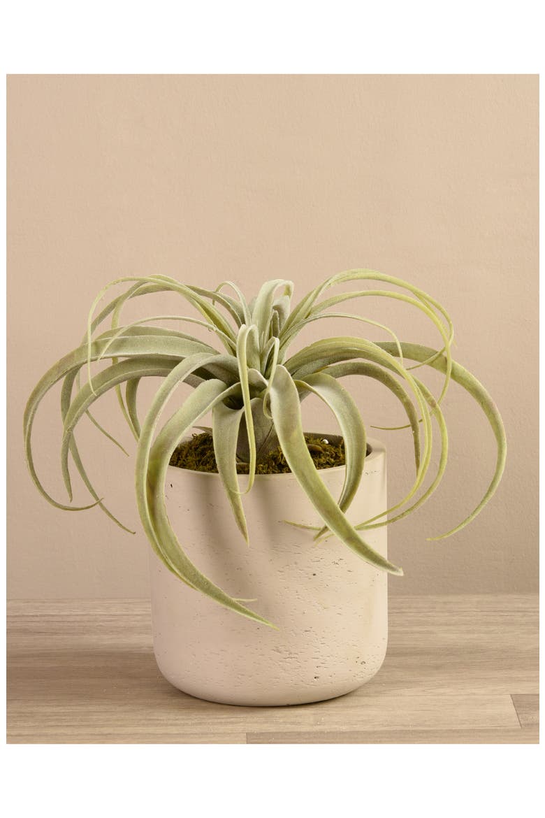 Tillandsia Planter Decoration, Alternate, color, IVORY